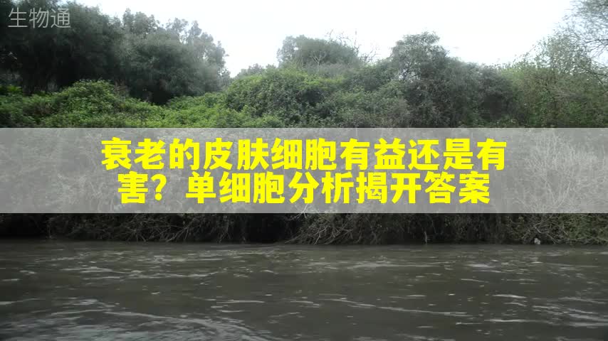 衰老的皮肤细胞有益还是有害？单细胞分析揭开答案